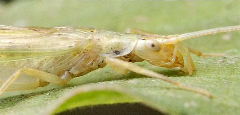 Oecanthus pellucens